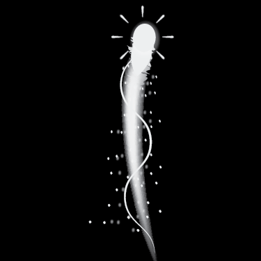 Tail